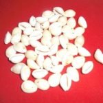 50 Shell, Ready for Stitch